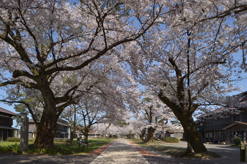 場内通路と桜並木
