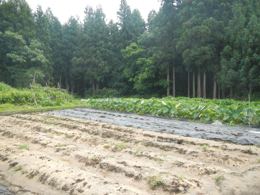 国史跡「耳取遺跡」の整備基本計画策定