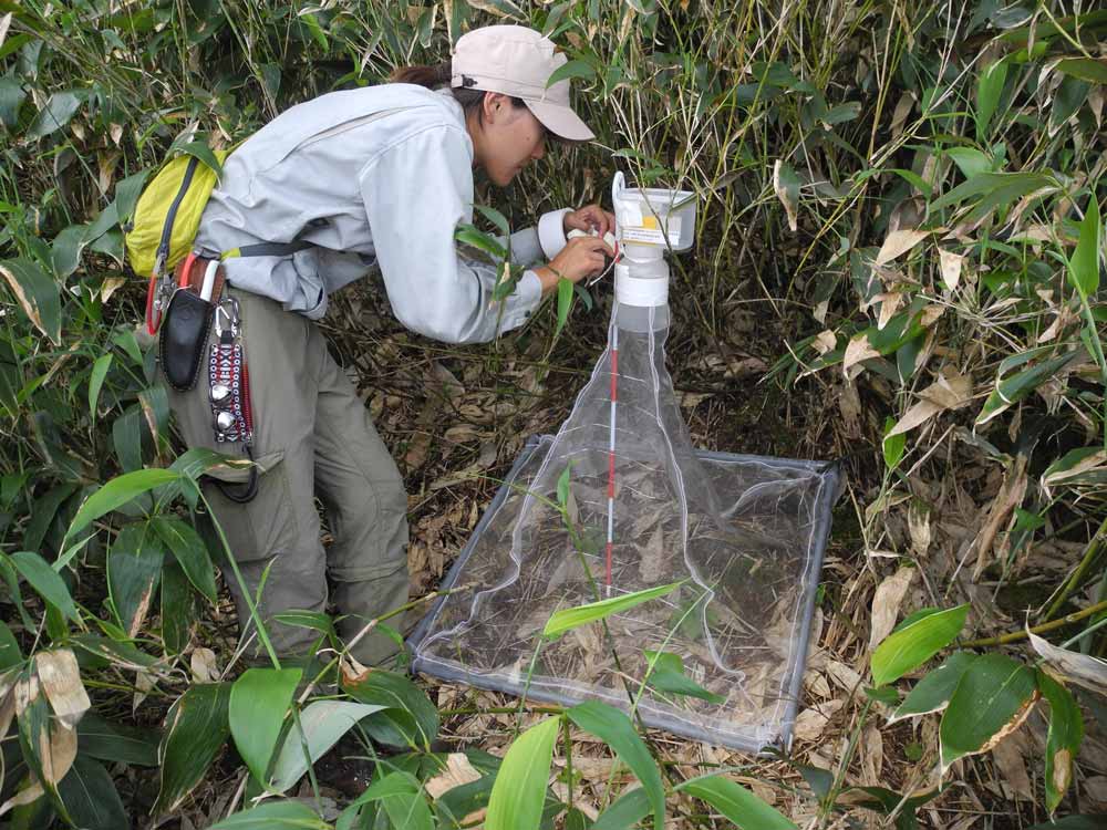 蔵王生物群集保護林等におけるアオモリトドマツ枯損状況の把握調査