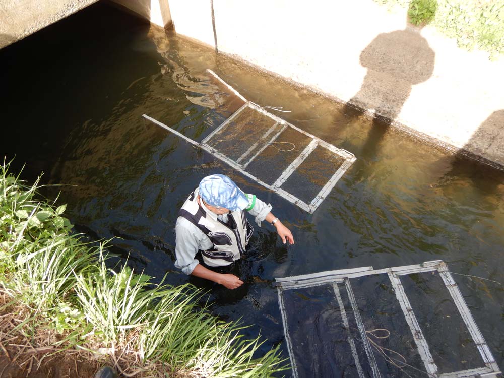 河川横断工作物に関わる魚類調査