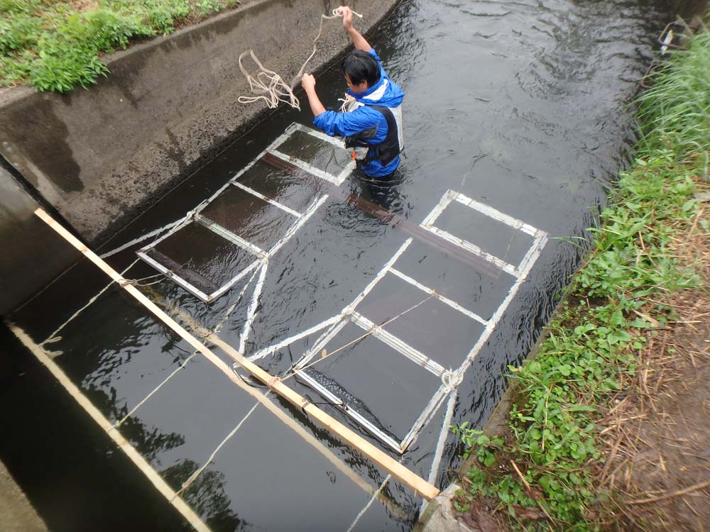 河川横断工作物に関わる魚類調査