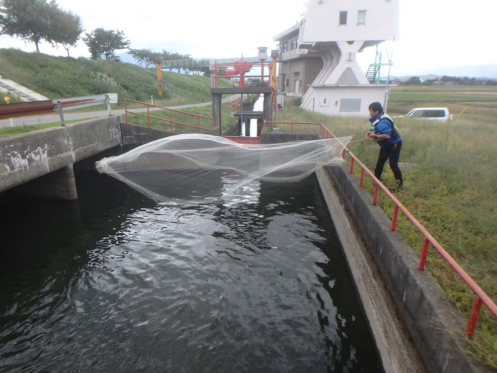 河川横断工作物に関わる魚類調査