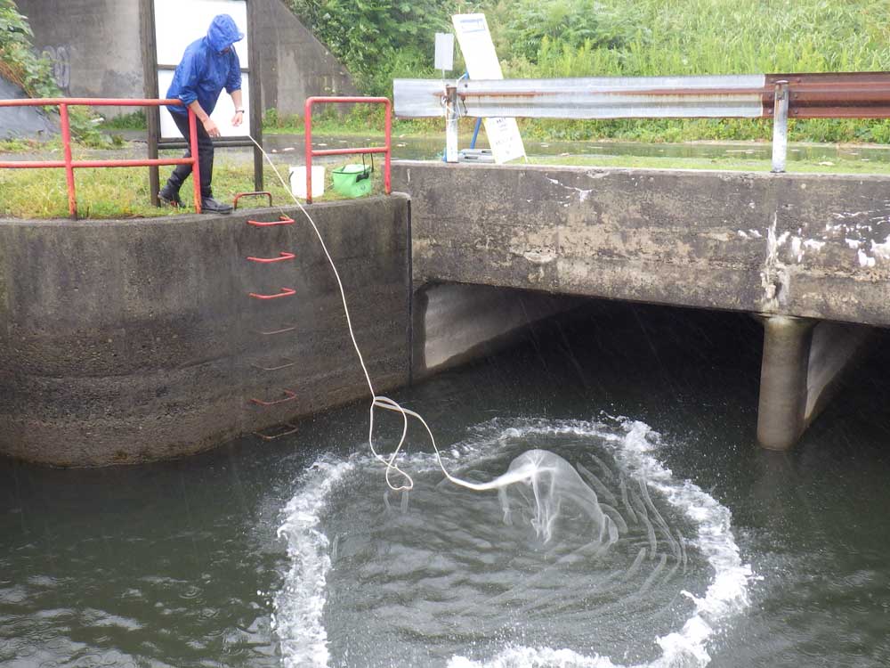河川横断工作物に関わる魚類調査