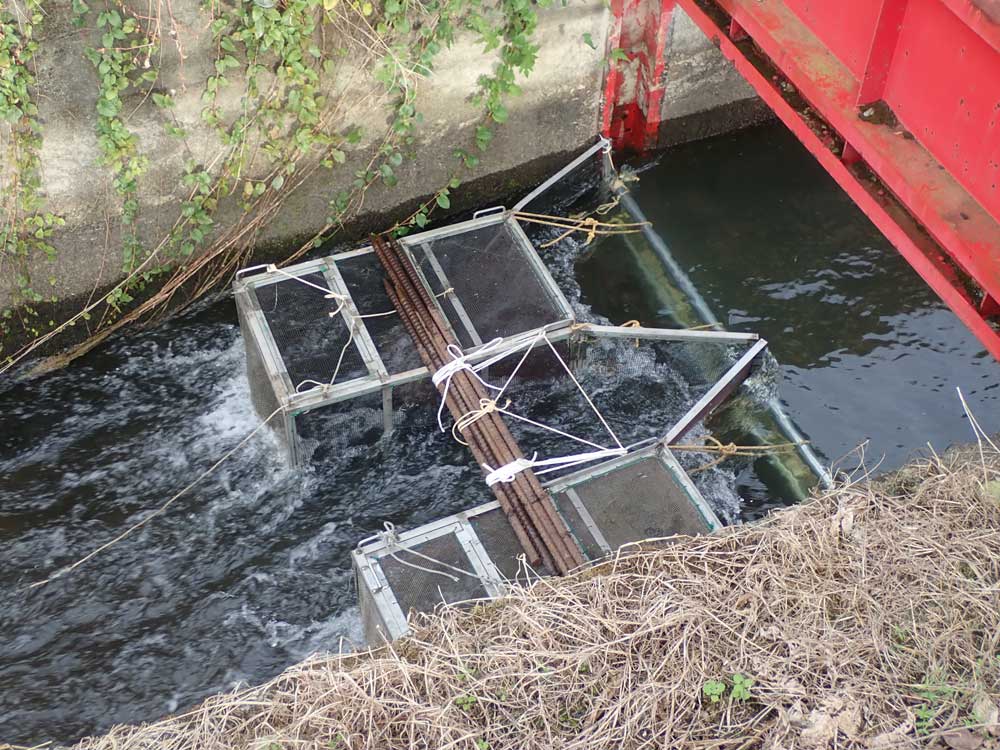 河川横断工作物に関わる魚類調査