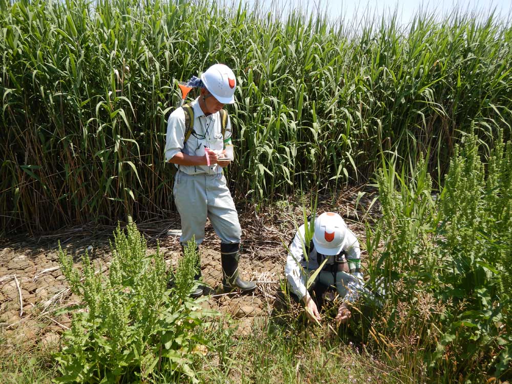 河川水辺の国勢調査（植物調査・河川空間利用実態調査）