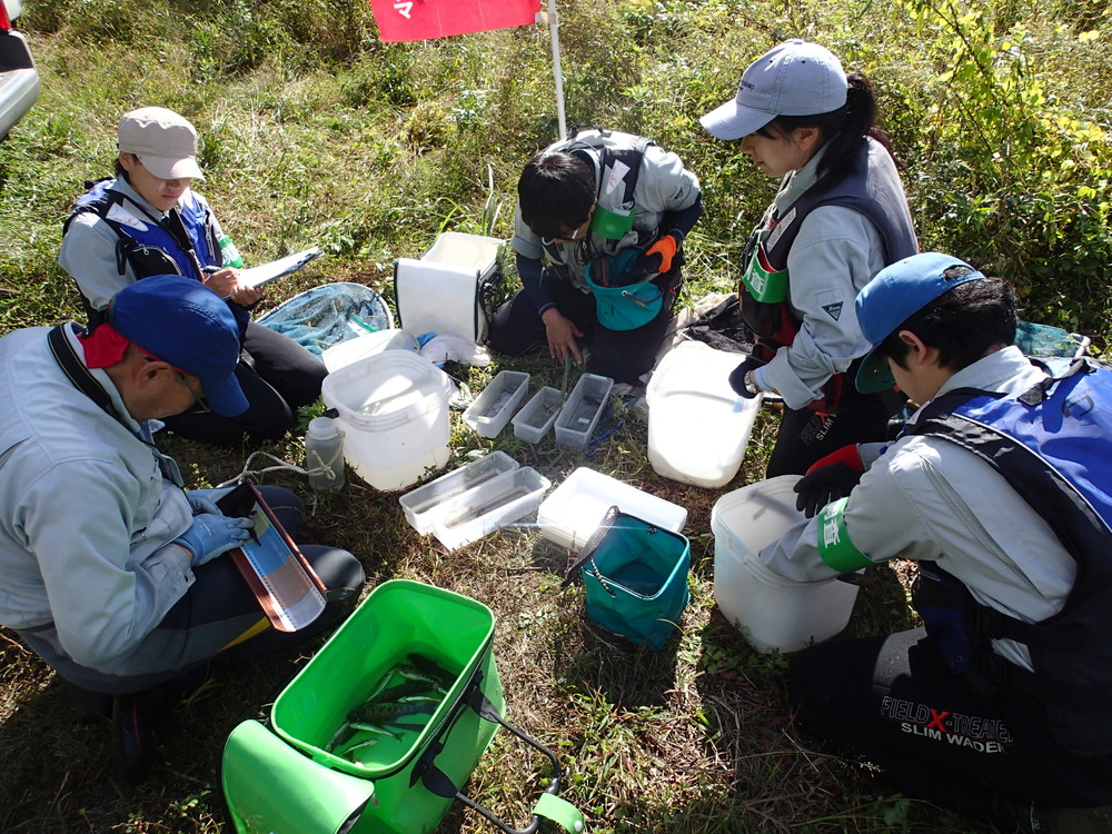 加治川河川水辺の国勢調査(魚類調査)