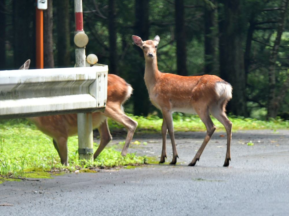 越美山地緑の回廊モニタリング調査