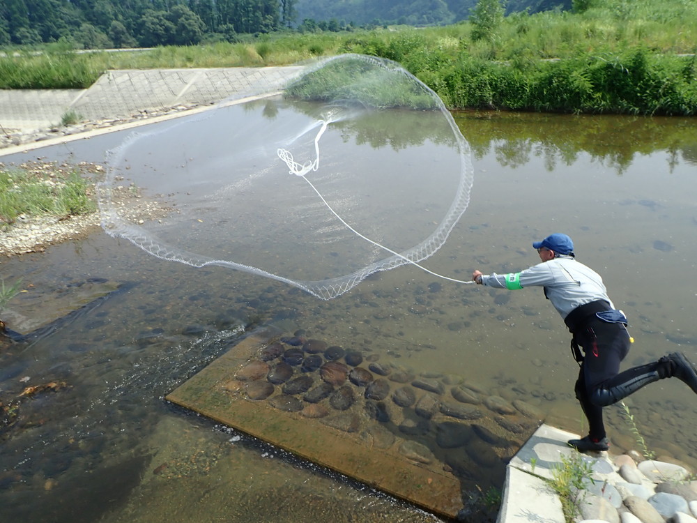多自然川づくり施工箇所のモニタリング調査　投網による魚類の採捕
