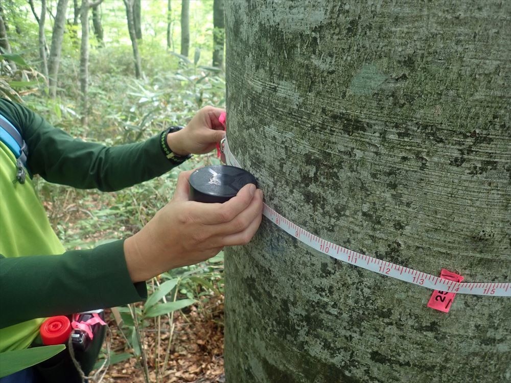 白神山地世界遺産地域における原生的ブナ林の長期変動調査