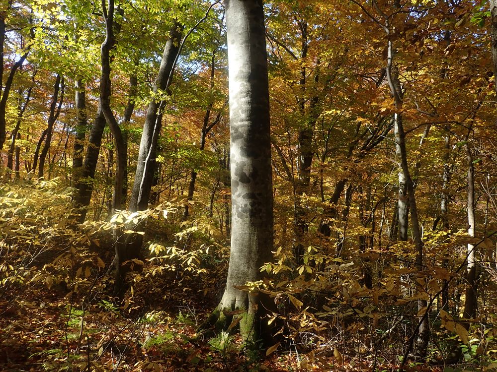 白神山地世界遺産地域における原生的ブナ林の長期変動調査