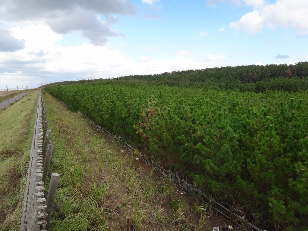 日本海沿岸部の海岸林ではクロマツ林の造成が基本　～荒廃した海岸林を再整備する取り組みが着々と進められている
