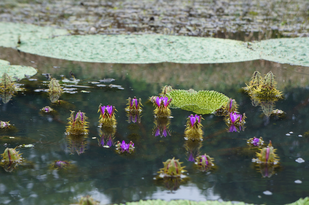 植物保護とワイズユース