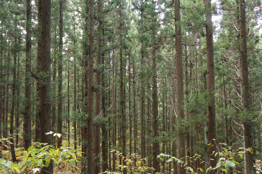 森林・林業