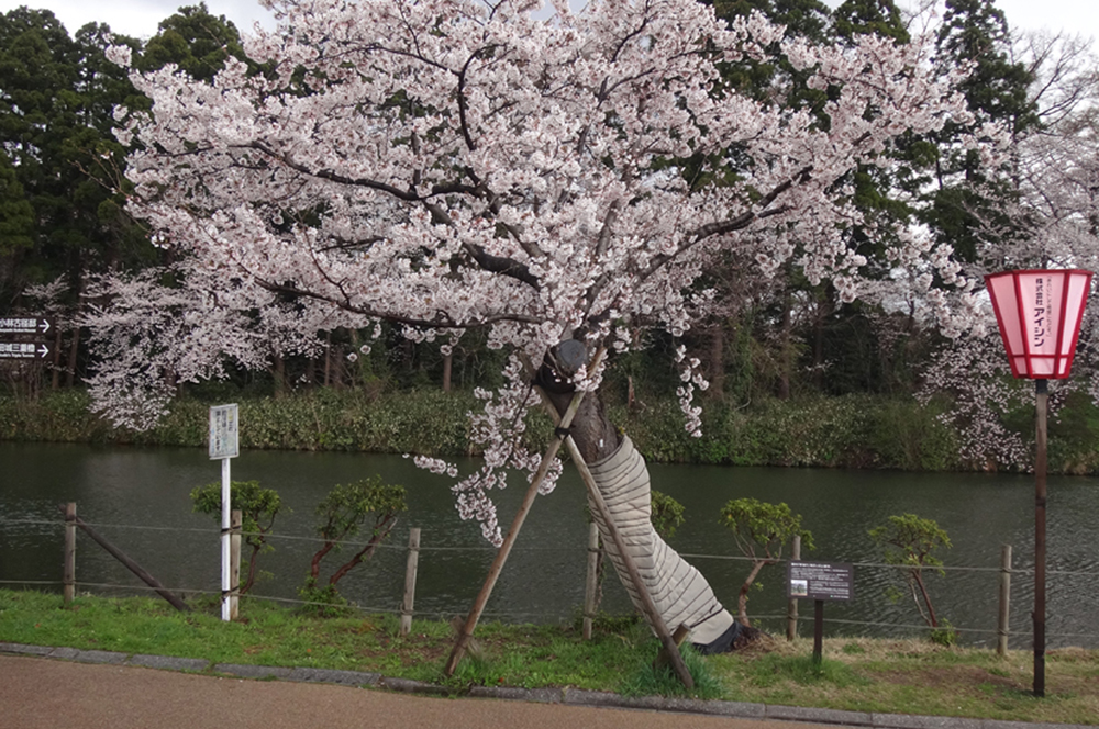 公園樹木の管理