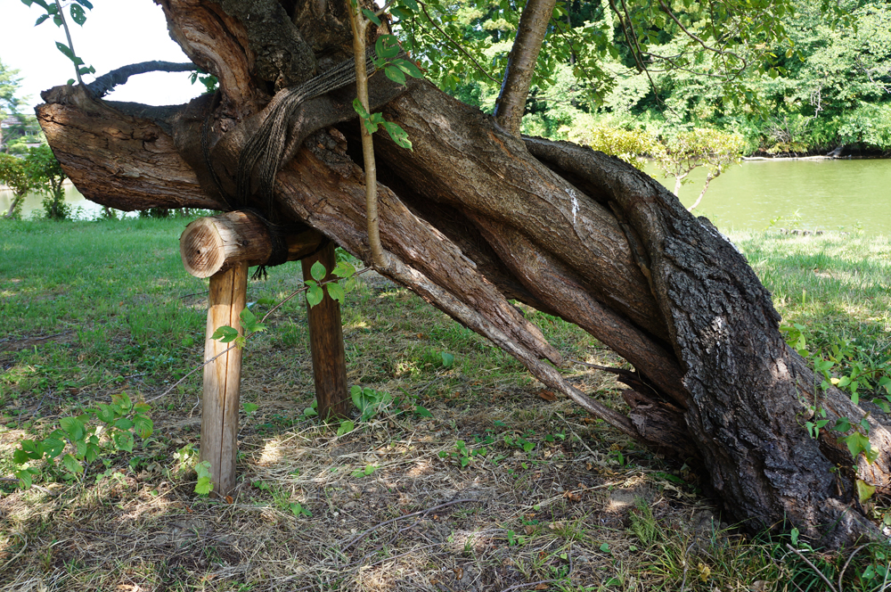 樹幹が腐朽したサクラも、安全が確保できる場合は伐採せずに活用されている

