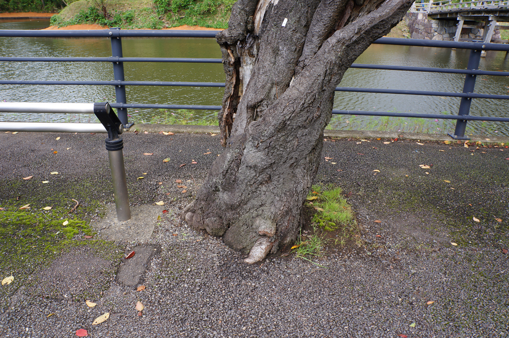 公園樹木の管理