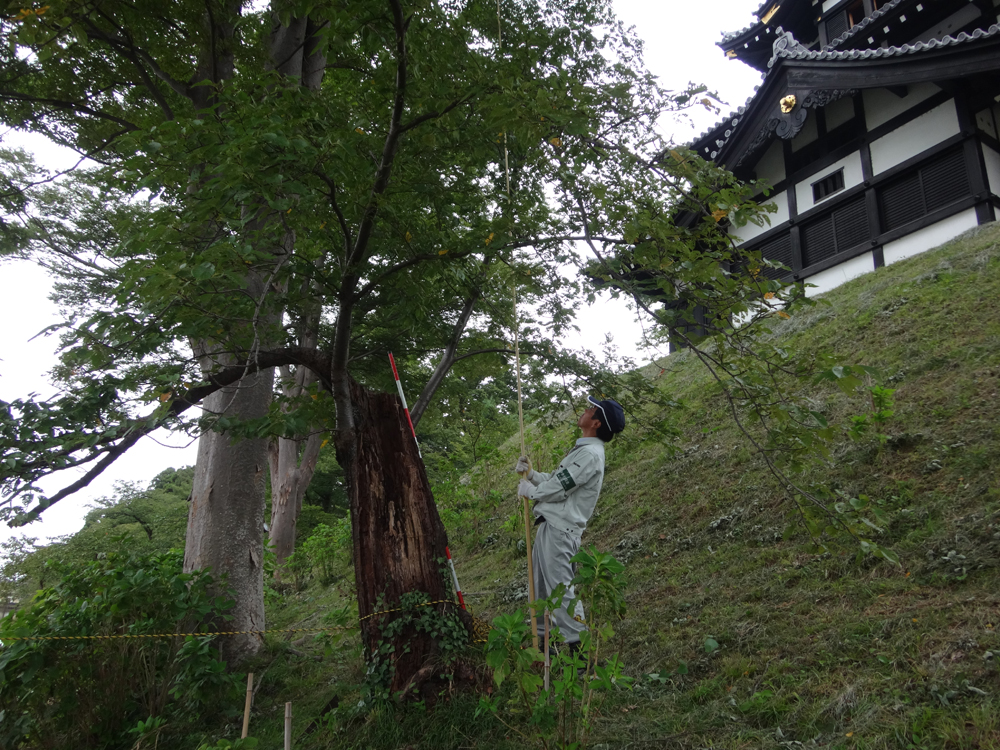 公園樹木の管理