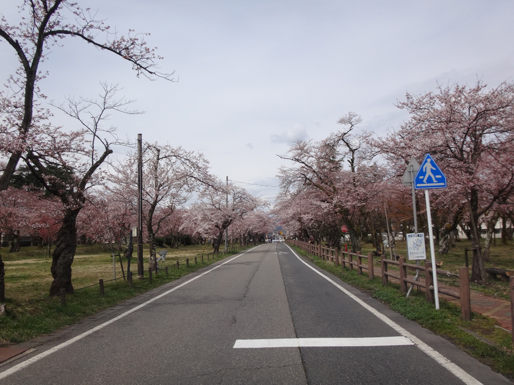 公園樹木の管理