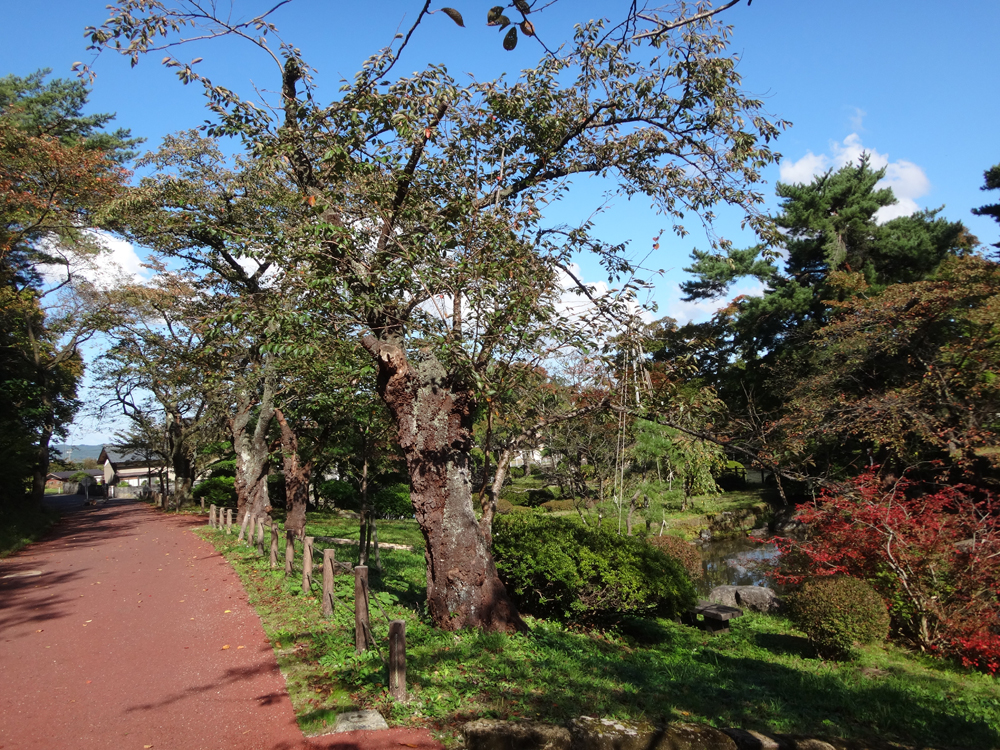 公園内には老木が多く生育します
