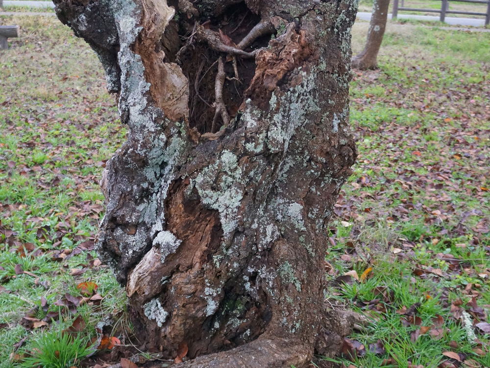 樹幹が腐朽したサクラの老木

