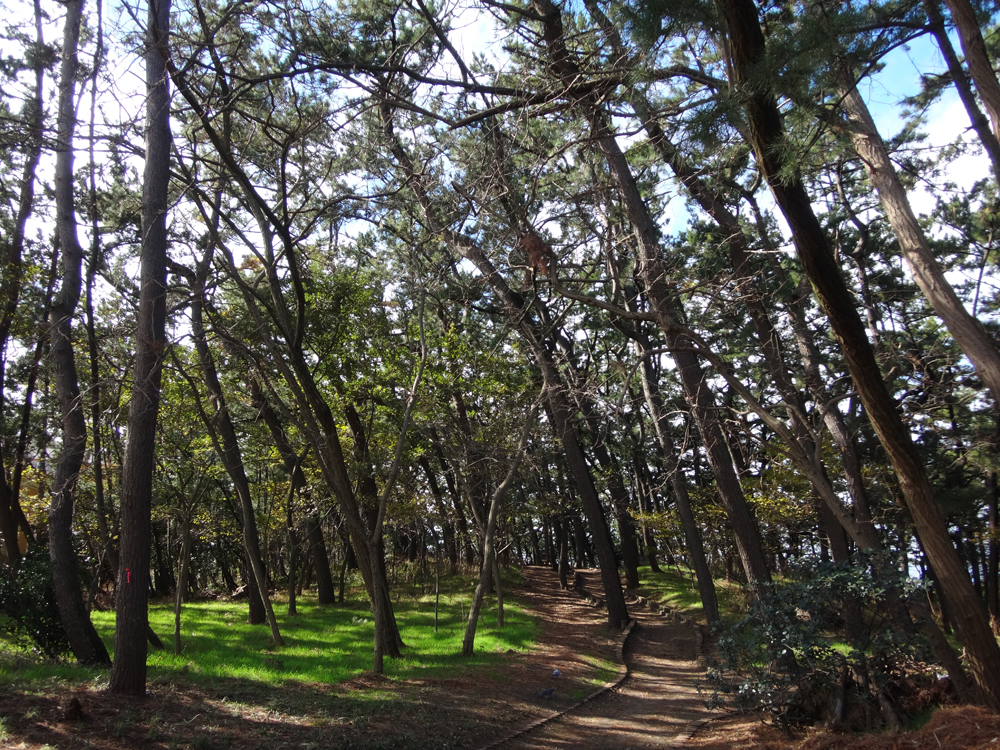 海岸林は飛砂防備保安林と保健保安林に指定され、遊歩道などが整備されている
