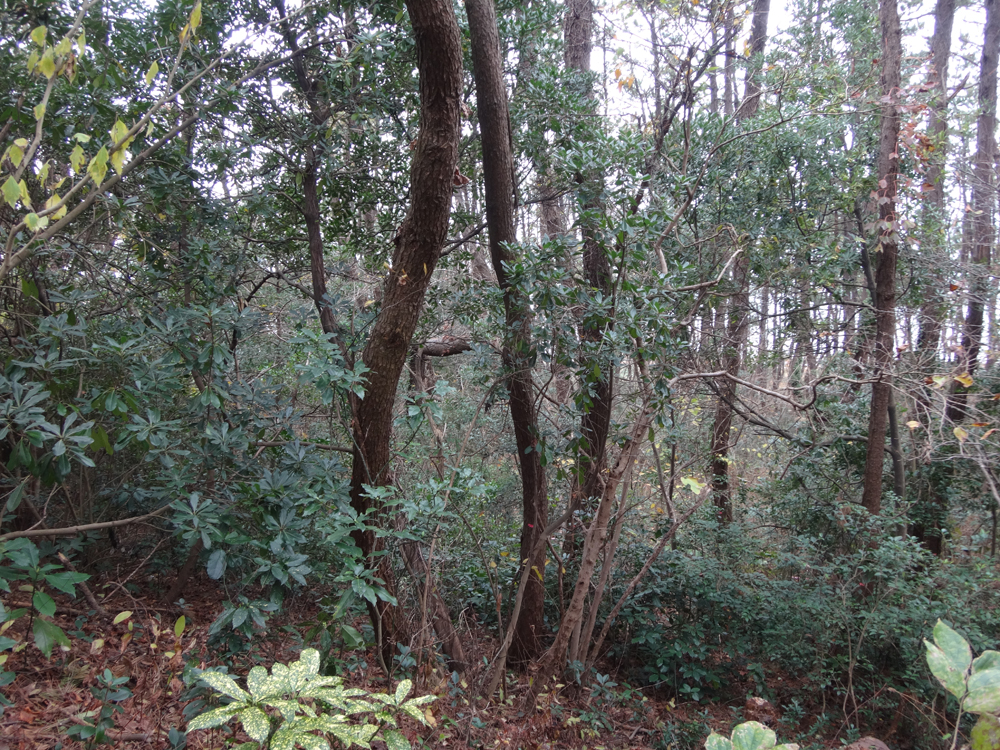 クロマツ林内に生育する常緑広葉樹は、樹冠が枯れ上がったクロマツ林の防風機能を補完する
