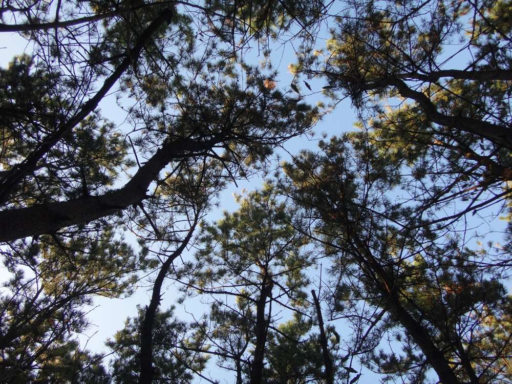 過密のため樹冠が小さいクロマツ林が多い
