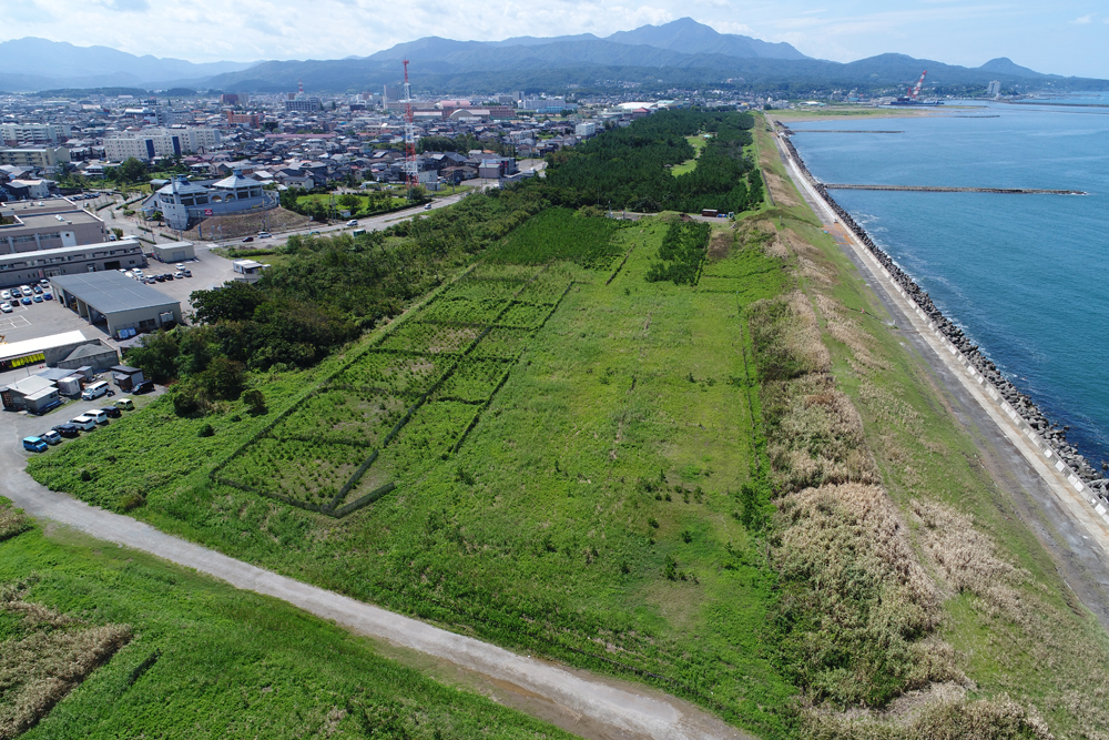 海岸林