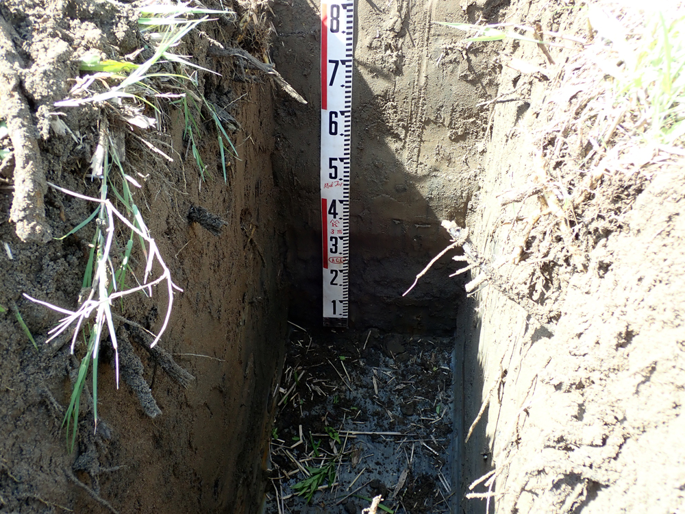 土壌断面と水位の観察
