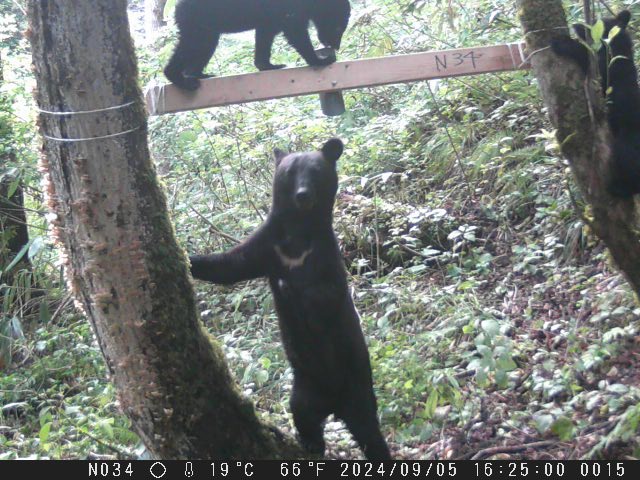 ツキノワグマ個体数推定調査業務