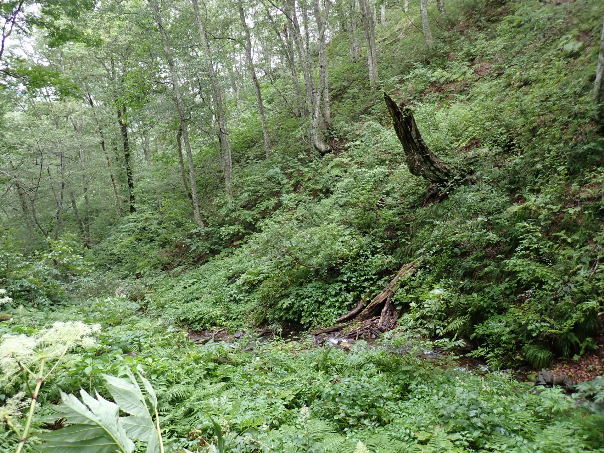 白神山地ニホンジカ対策モニタリング調査