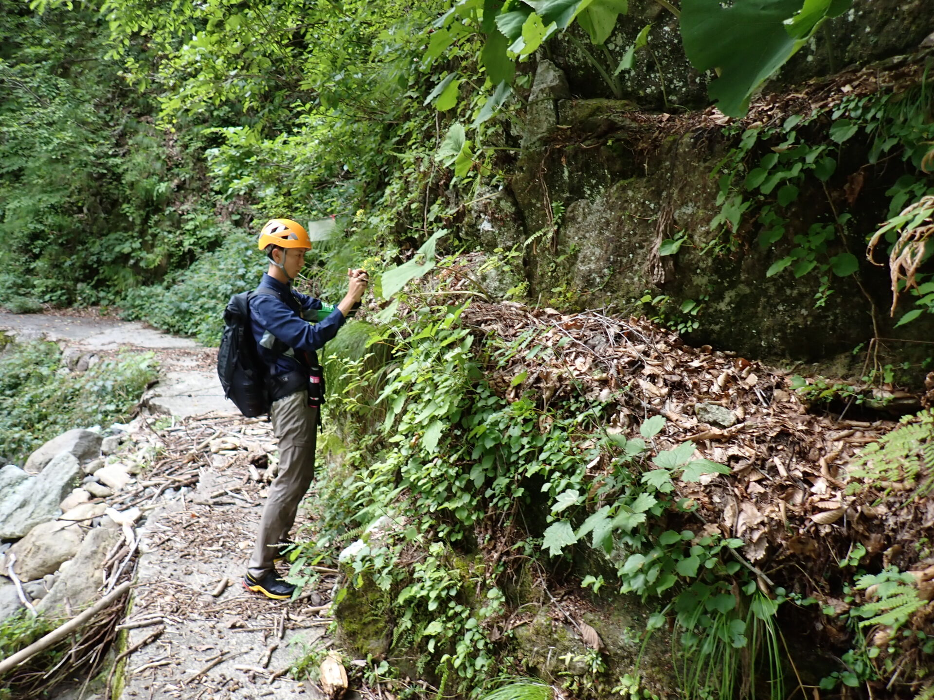 白神山地ニホンジカ対策モニタリング調査
